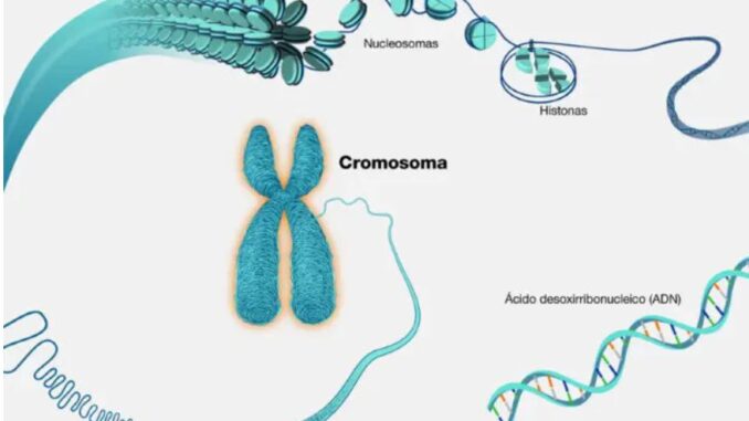 Crean cromosomas humanos artificiales: nueva herramienta contra el cáncer