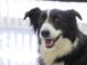 UAA fomenta la educación canina a través de sus cursos de extensión