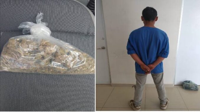 En posesión de aproximadamente 44 gramos de hierba verde seca con las características propias de la marihuana, Policías Municipales de Aguascalientes detienen a una persona