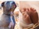 Ataque fatal de dos pitbulls a un bebé de 15 meses en Italia