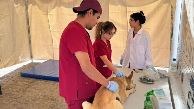 Invita Municipio de Aguascalientes a participar en las próximas fechas de la Campaña de Esterilización en el Quirófano veterinario móvil