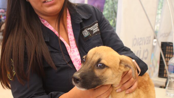 Esta semana servicios veterinarios gratuitos en la colonia San Cayetano y Pocitos en la ciudad capital