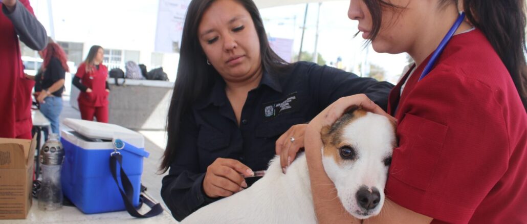 Servicios veterinarios gratuitos en Paseos de San Antonio