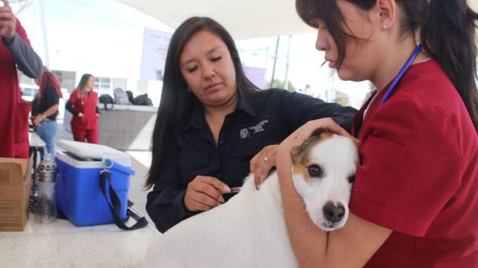 Servicios veterinarios gratuitos en Paseos de San Antonio