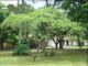 Informa Municipio de Aguascalientes sobre especies de árboles no aptas para banquetas