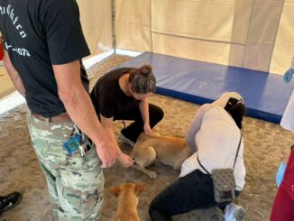 Municipio invita acercarse a la Jornada del Quirófano veterinario móvil en Pocitos