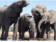 Elefantes se saludan de forma tan compleja como los humanos: estudio