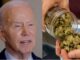 Biden plantea reducir las restricciones a la marihuana