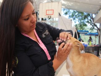 Esta semana, servicios veterinarios gratuitos en Ciudad Gótica y Pabellón de Hidalgo