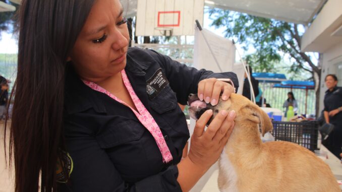 Esta semana, servicios veterinarios gratuitos en Ciudad Gótica y Pabellón de Hidalgo