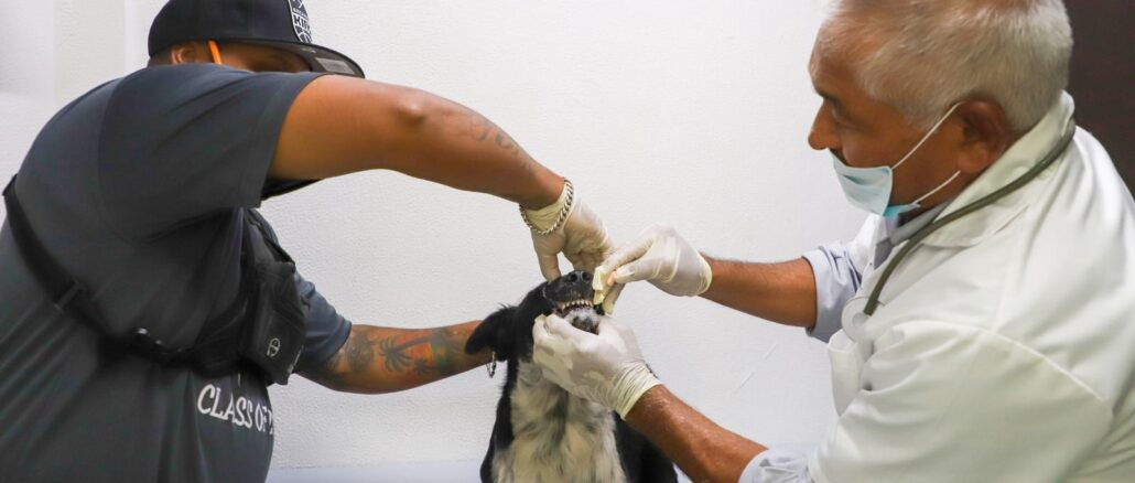 Jesús María cuenta con consultorio médico veterinario que ofrece servicio a bajo costo