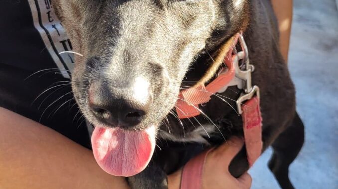 Invita el Gobierno de Jesús María a extremar cuidados con Mascotas, debido a las altas temperaturas