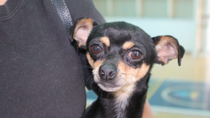 Esta semana, atención veterinaria gratuita en el Palomino Dena y en La Ribiera de San Francisco de los Romo