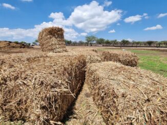 El Gobierno del Estado apoyará a Ganaderos con forraje y suplementos proteínicos