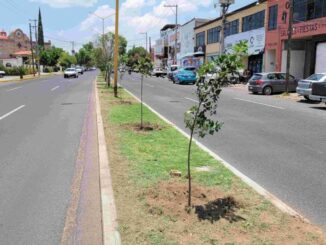 Refuerza Municipio de Aguascalientes acciones de reforestación