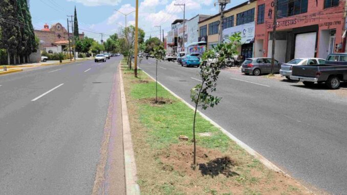 Refuerza Municipio de Aguascalientes acciones de reforestación