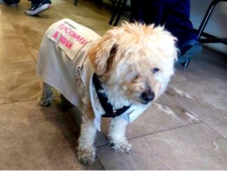 Daisy, la perrita funcionaria de casilla que robó corazones en la Jornada Electoral