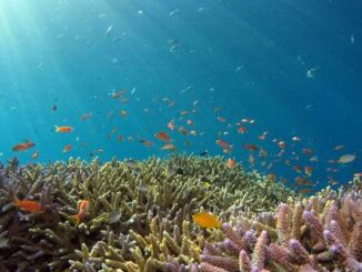 Cinco documenatles imperdibles sobre el mar