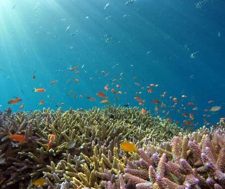 Cinco documenatles imperdibles sobre el mar