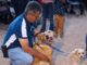Municipio e ISSEA ofrecerán Cirugías gratuitas de esterilización para caninos y felinos