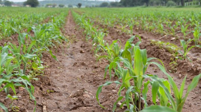 Buenas noticias en el campo de Aguascalientes, comienzan a brotar los primeros cultivos de temporal del año