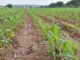 Buenas noticias en el campo de Aguascalientes, comienzan a brotar los primeros cultivos de temporal del año