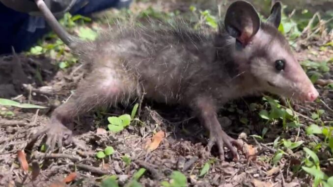 Alerta Protección Civil Municipal sobre animales silvestres en marcha urbana por temporada de lluvias