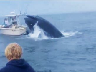 Ballena ataca bote en Estados Unidos 