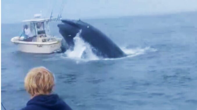 Ballena ataca bote en Estados Unidos 