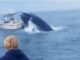 Ballena ataca bote en Estados Unidos 