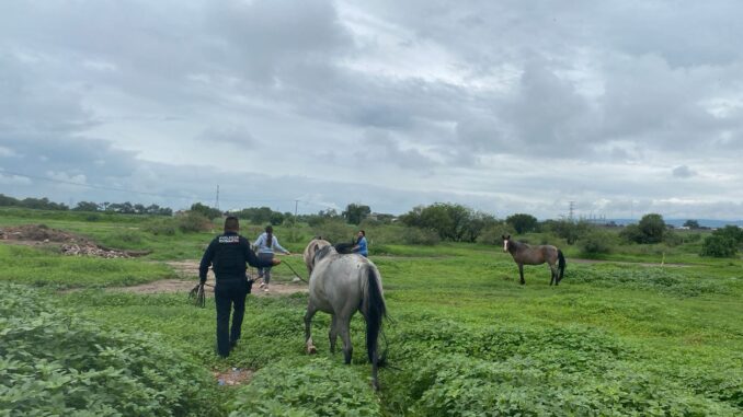 Policías recuperan caballos extraviados