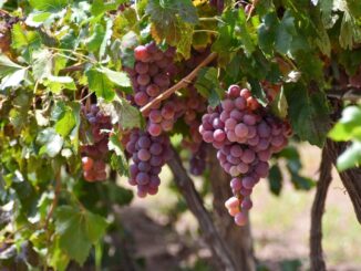 Aguascalientes es el Cuarto productor de uva en el país; Gobernadora Tere Jiménez entrega apoyos que fortalecerán ese sector