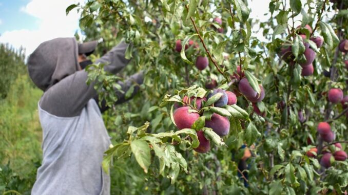 Gobierno del Estado impulsa la competitividad del campo con el cultivo de ciruela