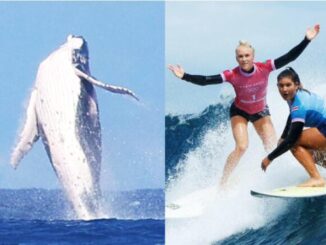 ¡Una ballena saltó en la semifinal de Surf de los Juegos Olímpicos!