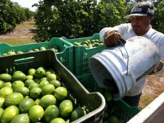 AMLO reconoce que hay extorsión del crimen organizado a limoneros de Michoacán