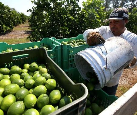 AMLO reconoce que hay extorsión del crimen organizado a limoneros de Michoacán