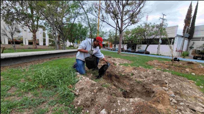 Empresas suman esfuerzos con el Municipio de Aguascalientes en cuidados de áreas arborizadas