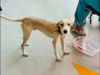 Anuncia Municipio de Aguascalientes nuevas fechas de las Campañas de Esterilización gratuita canina y felina