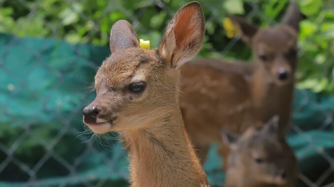 3 nuevos cervatillos son parte de la Posta Zootécnica de la UAA