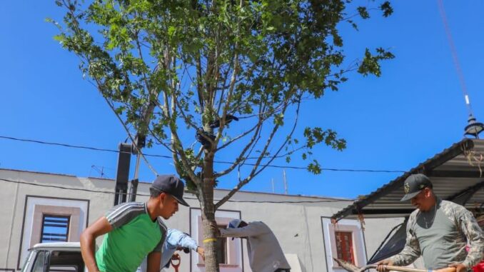 iContinúa la reforestación en el municipio de Jesus María!