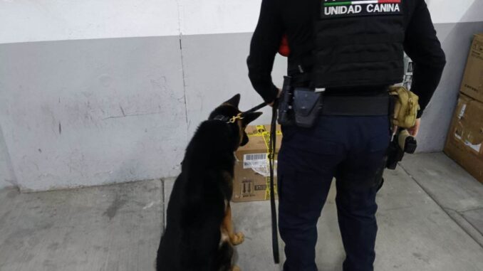 Sigue dando resultados el Grupo K-9 al asegurar más de un kilo de marihuana en la Central Camionera