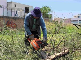 Aumenta Municipio de Aguascalientes atención a reportes de ramas caídas por lluvias