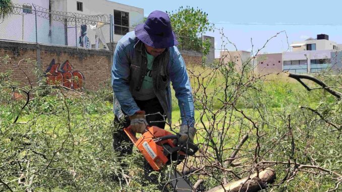 Aumenta Municipio de Aguascalientes atención a reportes de ramas caídas por lluvias