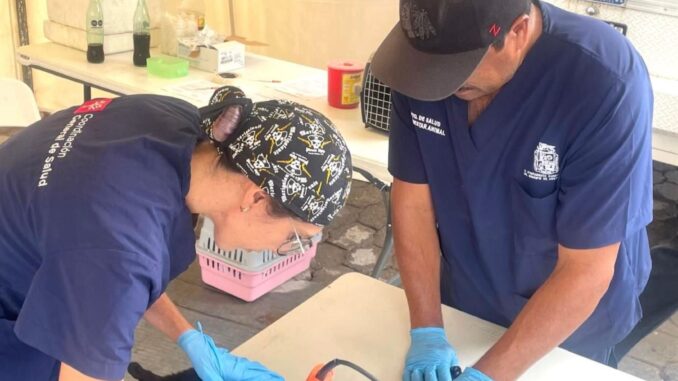 Llevarán a cabo nueva Campaña de esterilización canina y felina en el MuniAgs