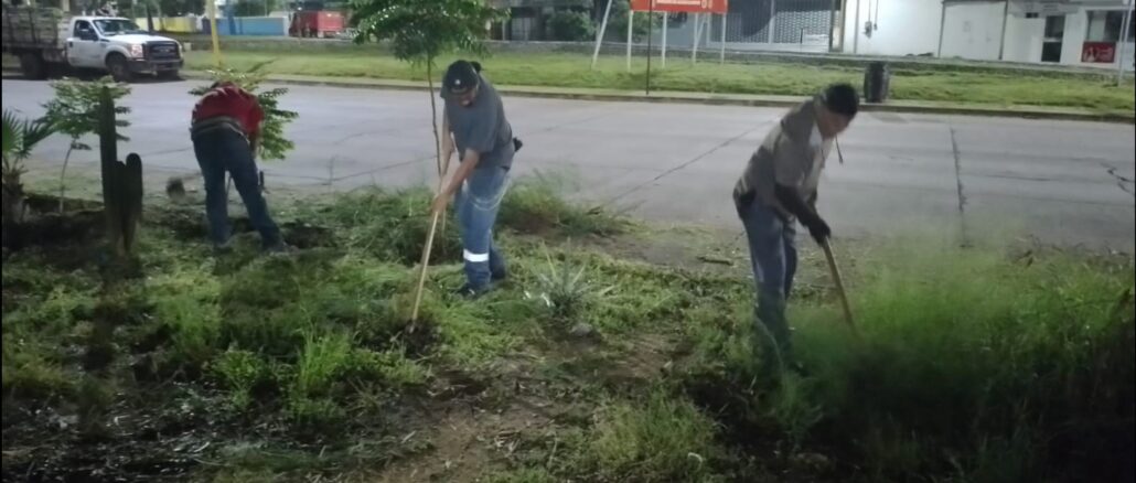 Intensifica Municipio de Aguascalientes trabajos de poda, desmalezado y retiro de ramas