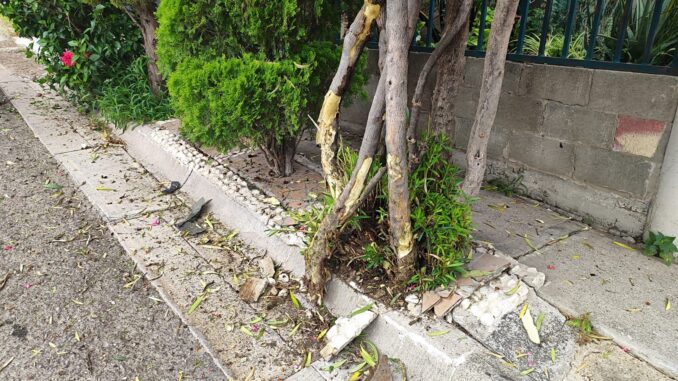 Policías Viales de Aguascalientes atienden reporte de accidente contra un árbol en calles de fraccionamiento Mujeres Ilustres