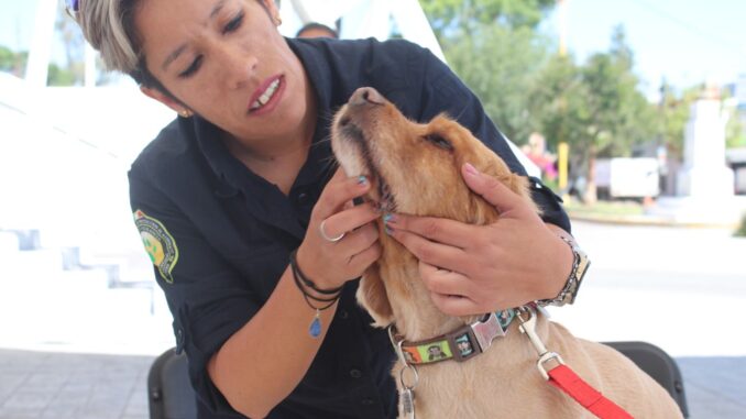 Lleva a tu mascota este viernes a la Unidad deportiva de Rincón de Romos; habrá servicios veterinarios gratuitos