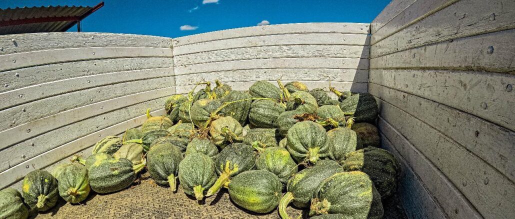 Calabazas del campo de Aguascalientes presentes en los tradicionales festejos del Día de Muertos