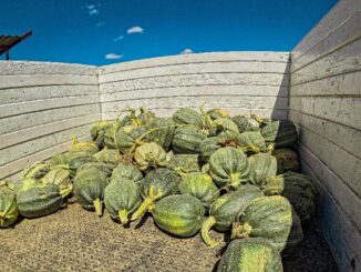 Calabazas del campo de Aguascalientes presentes en los tradicionales festejos del Día de Muertos