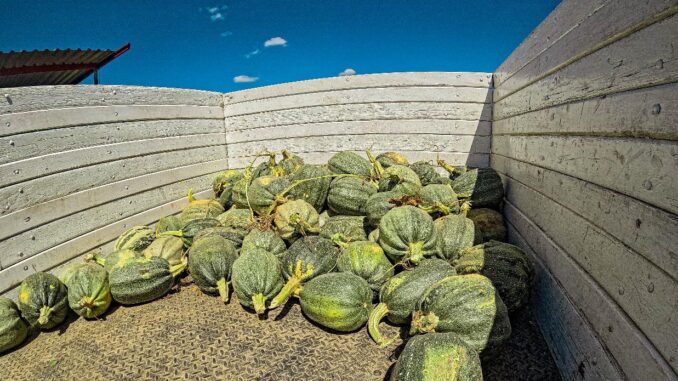 Calabazas del campo de Aguascalientes presentes en los tradicionales festejos del Día de Muertos